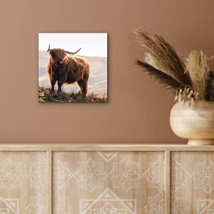 Schotse hooglander - Dieren - Landelijk - Landschap - Koe - Natuur aluminium wit klein -sfeer4