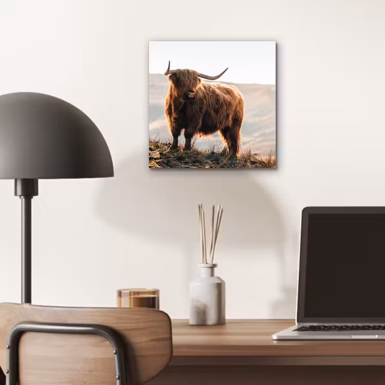 Schotse hooglander - Dieren - Landelijk - Landschap - Koe - Natuur aluminium wit klein -sfeer5