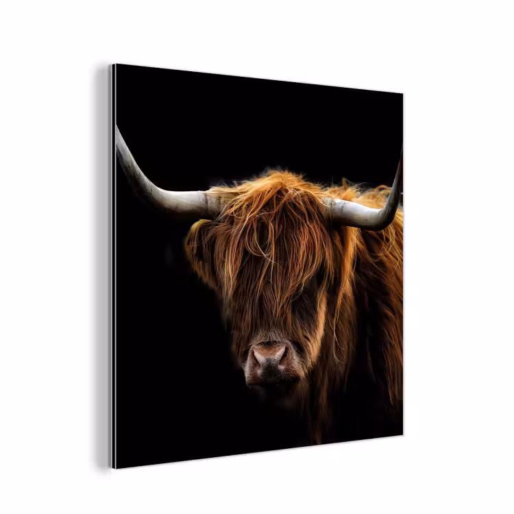 Schotse Hooglander - Horens - Zwart - Dieren - Natuur - Wild - Koe aluminium wit klein -3d