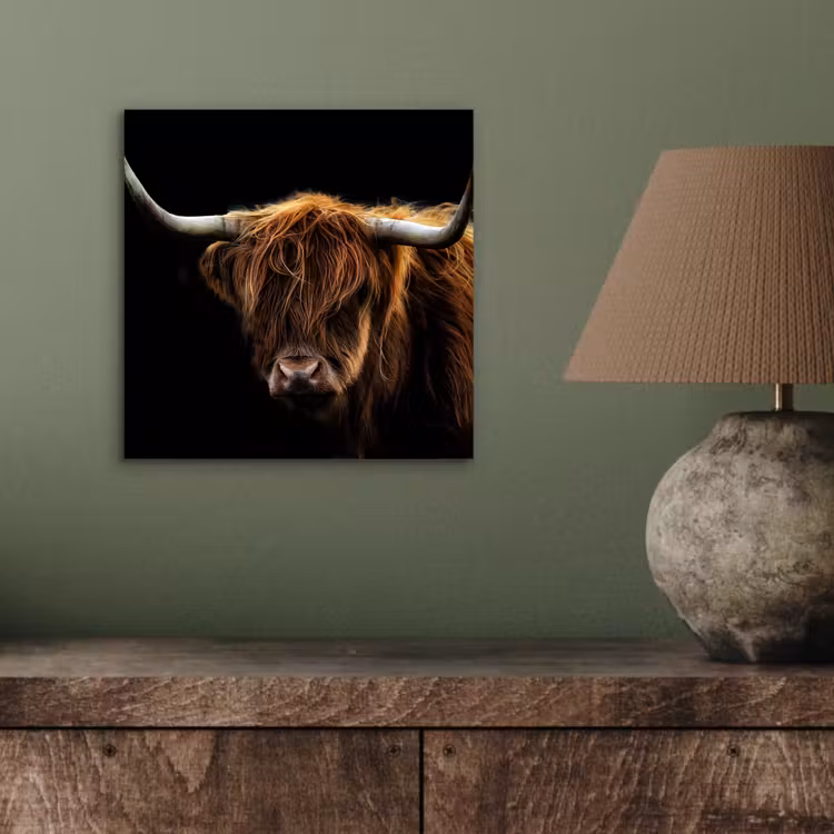 Schotse Hooglander - Horens - Zwart - Dieren - Natuur - Wild - Koe aluminium wit klein -sfeer2