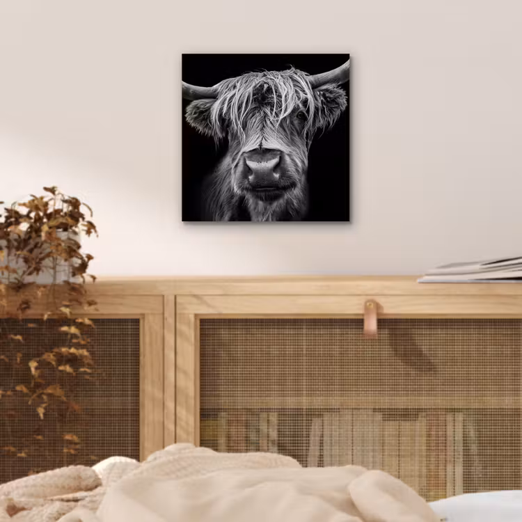 Schotse Hooglander - Horens - Zwart - Wit - Koe - Wild - Dieren aluminium wit klein -sfeer3