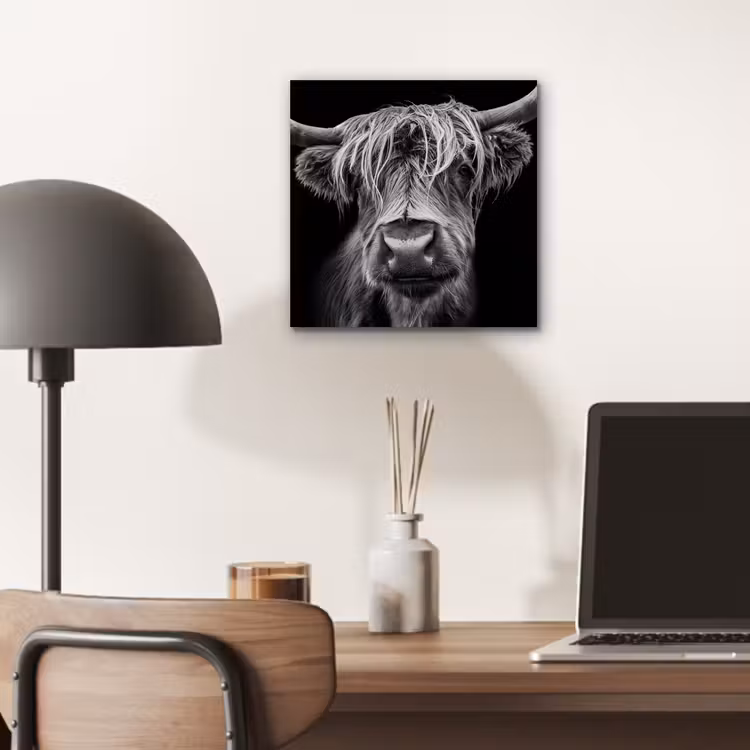 Schotse Hooglander - Horens - Zwart - Wit - Koe - Wild - Dieren aluminium wit klein -sfeer5