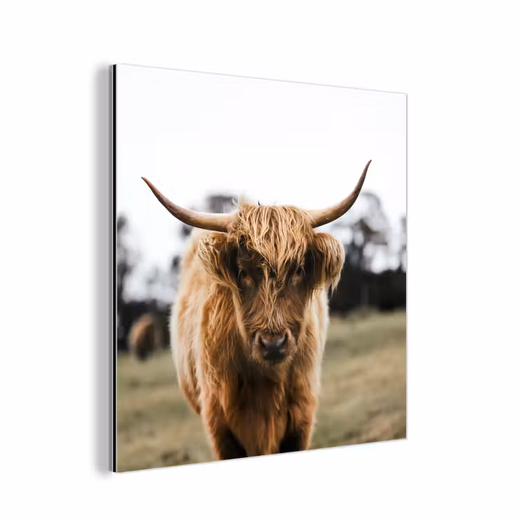 Schotse Hooglander - Koe - Gras - Dieren - Natuur aluminium wit klein -3d