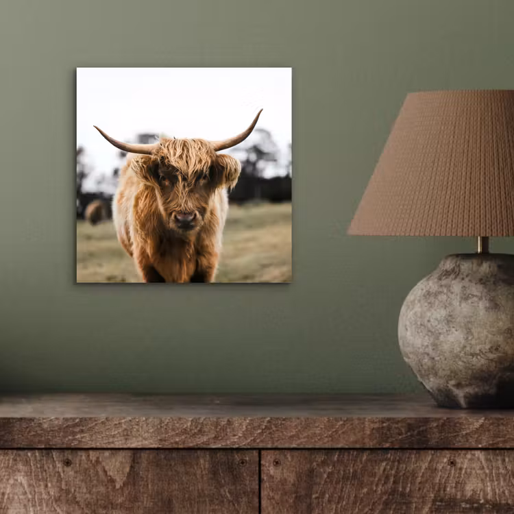 Schotse Hooglander - Koe - Gras - Dieren - Natuur aluminium wit klein -sfeer2