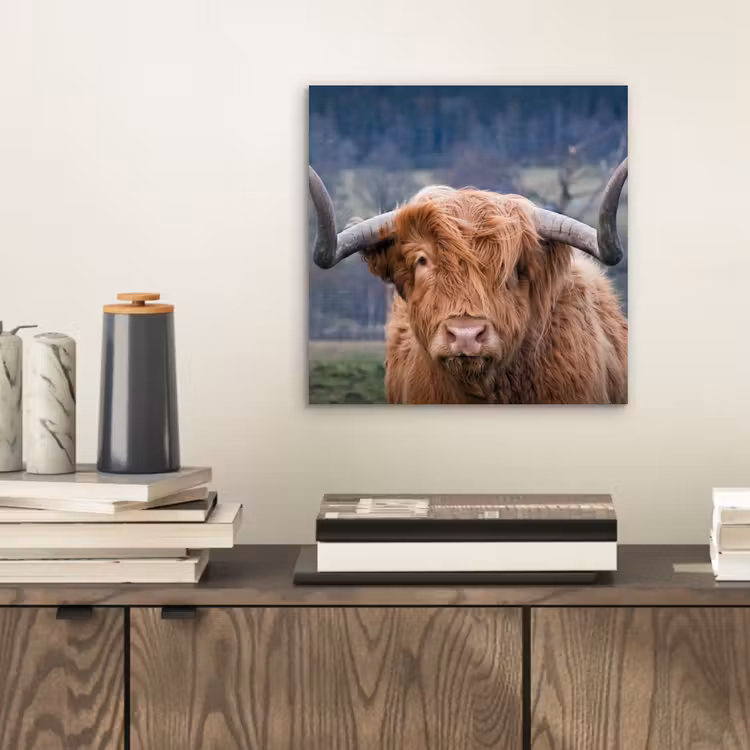 Schotse Hooglander - Koeienkop - Landschap - Natuur - Koe aluminium wit klein -sfeer1