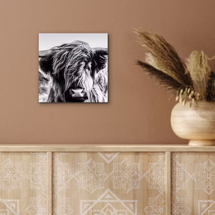 Schotse hooglander - Close up - Horens - Vacht - Zwart Wit aluminium wit klein -sfeer4