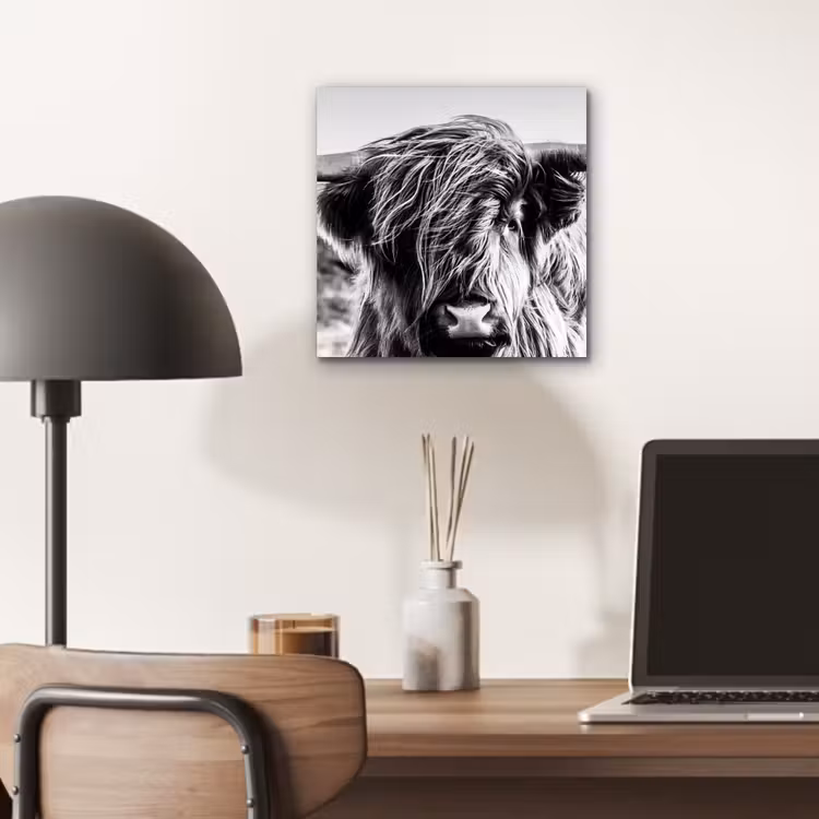 Schotse hooglander - Close up - Horens - Vacht - Zwart Wit aluminium wit klein -sfeer5