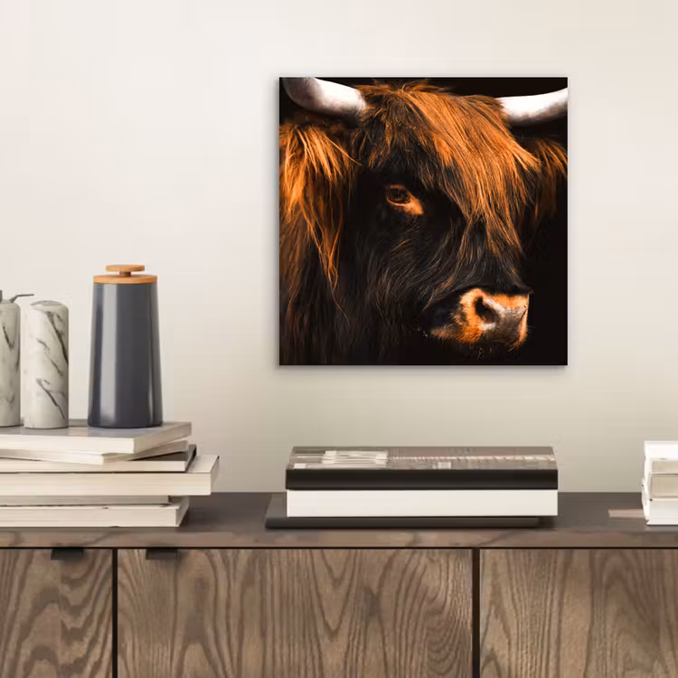 Schotse hooglander - Zwart - Koe - Hoorn - Dieren aluminium wit klein -sfeer1