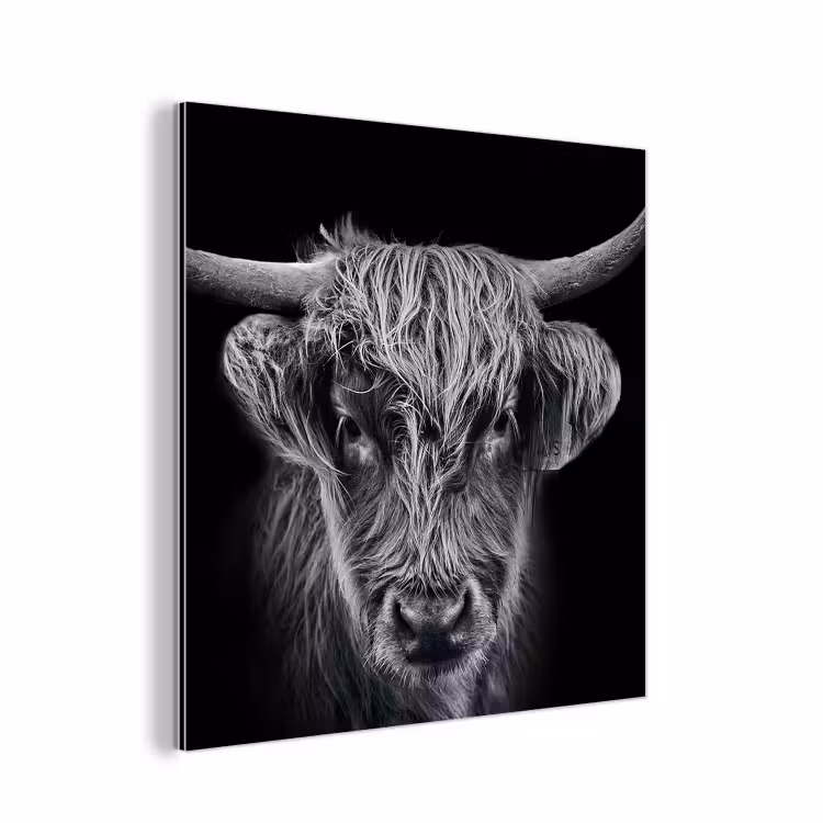 Schotse hooglander - Zwart - Koe - Dieren aluminium wit klein -3d
