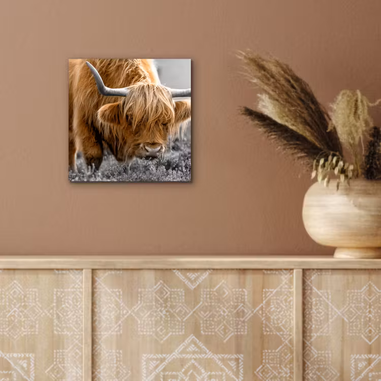 Schotse Hooglander - Dieren - Bruin - Koe - Zwart - Wit - Natuur aluminium wit klein -sfeer4
