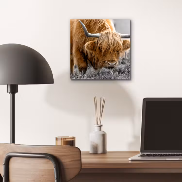 Schotse Hooglander - Dieren - Bruin - Koe - Zwart - Wit - Natuur aluminium wit klein -sfeer5
