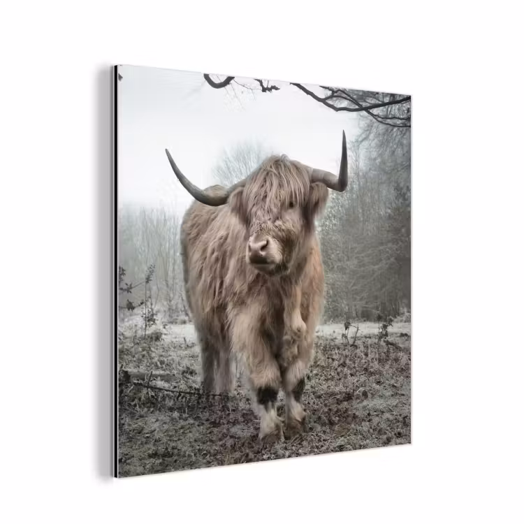 Schotse Hooglander - Bos - Mist - Koe - Dieren - Natuur aluminium wit klein -3d