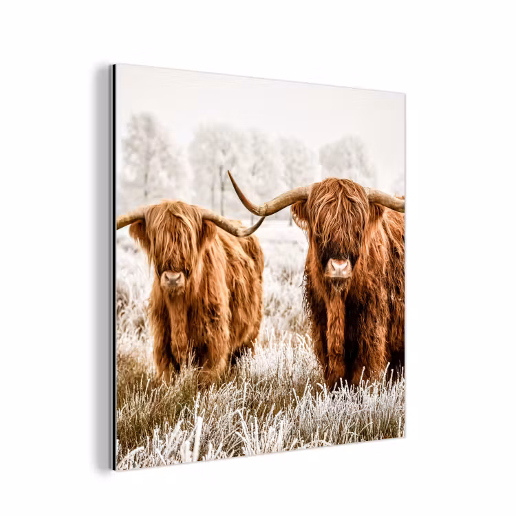 Schotse hooglander - Koe - Natuur - Winter aluminium wit klein -3d