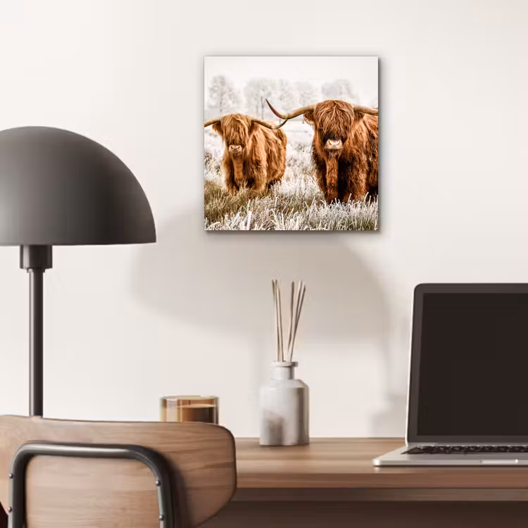 Schotse hooglander - Koe - Natuur - Winter aluminium wit klein -sfeer5