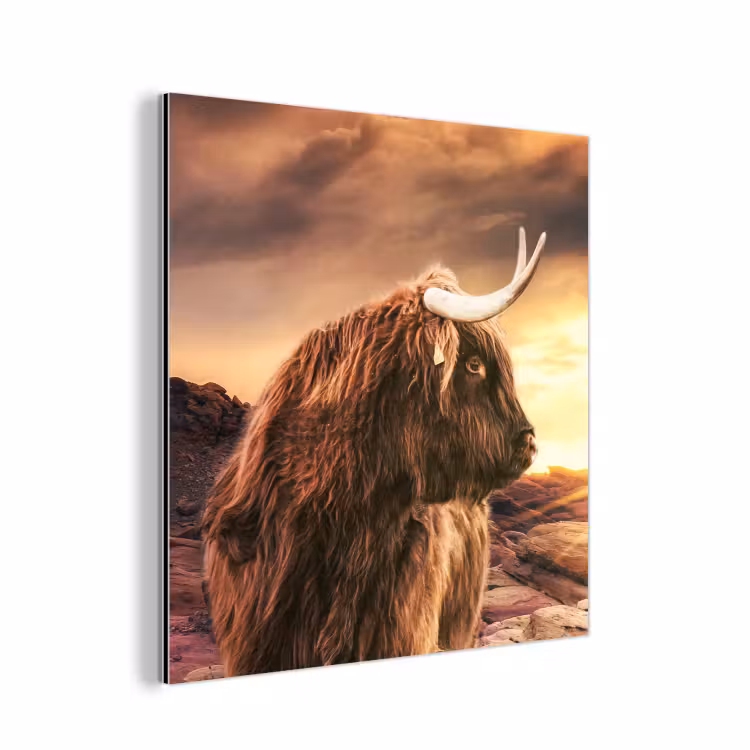 Schotse hooglander - Zon - Horizon - Koe - Dieren aluminium wit klein -3d
