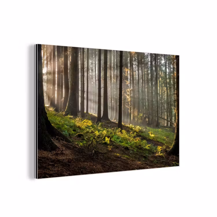 Zon - Takken - Bomen - Bos - Natuur aluminium wit klein -3d