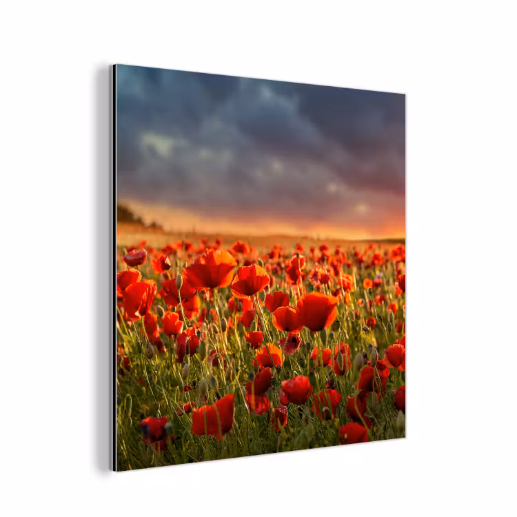 Zonsondergang - Klaprozen - Rood - Bloemen - Veld - Natuur aluminium wit klein -3d