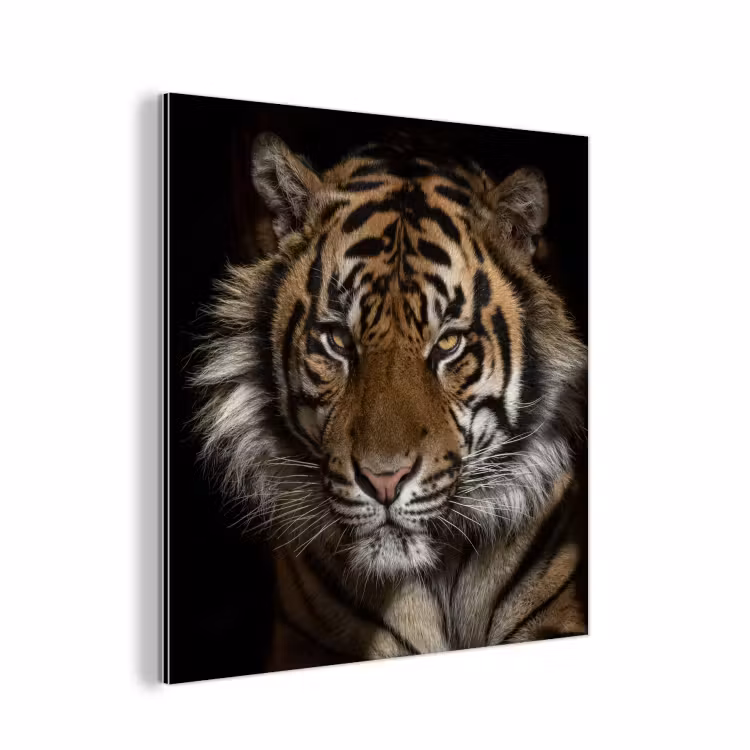 Tijger - Wilde dieren - Portret aluminium wit klein -3d