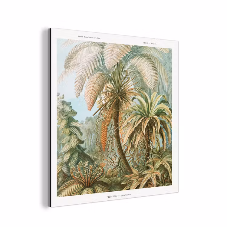 Filicinae - Tuindecoratie - Tuinposter - Vintage - Oude meesters aluminium wit klein -3d