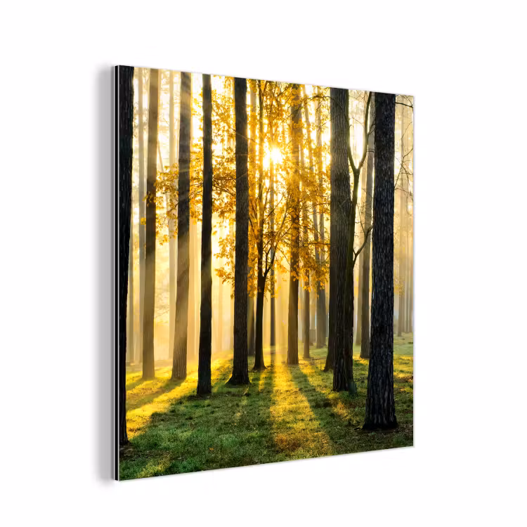 Bos - Zon - Bomen - Gras - Landschap  - Natuur aluminium wit klein -3d