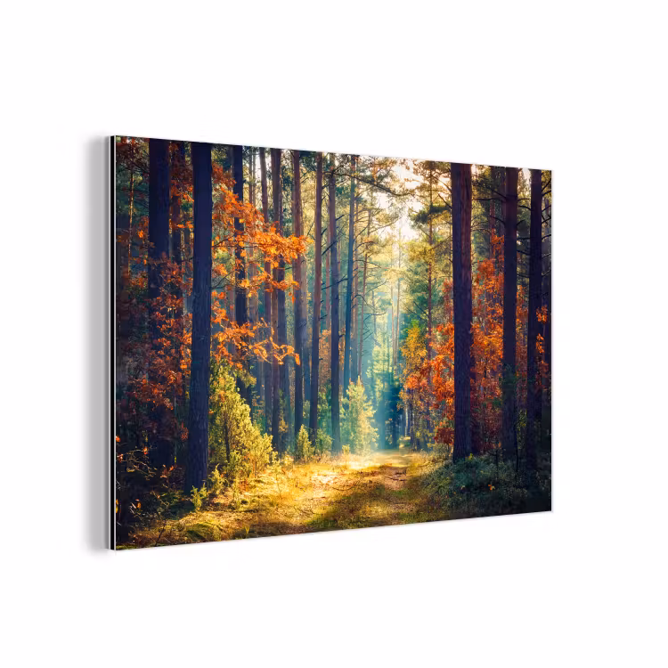 Wald - Sonne - Natur - Herbst aluminium wit klein -3d