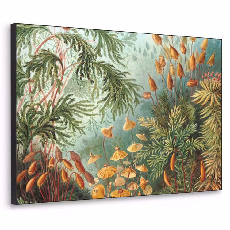 Oude meesters - Kunst - Muscinae - Haeckel Textielframe zwart klein -3d