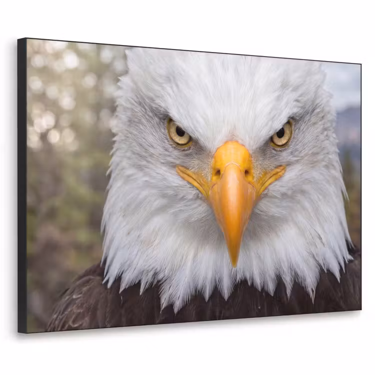 Amerikaans - Zeearend - Portret - Geel Textielframe zwart klein -3d