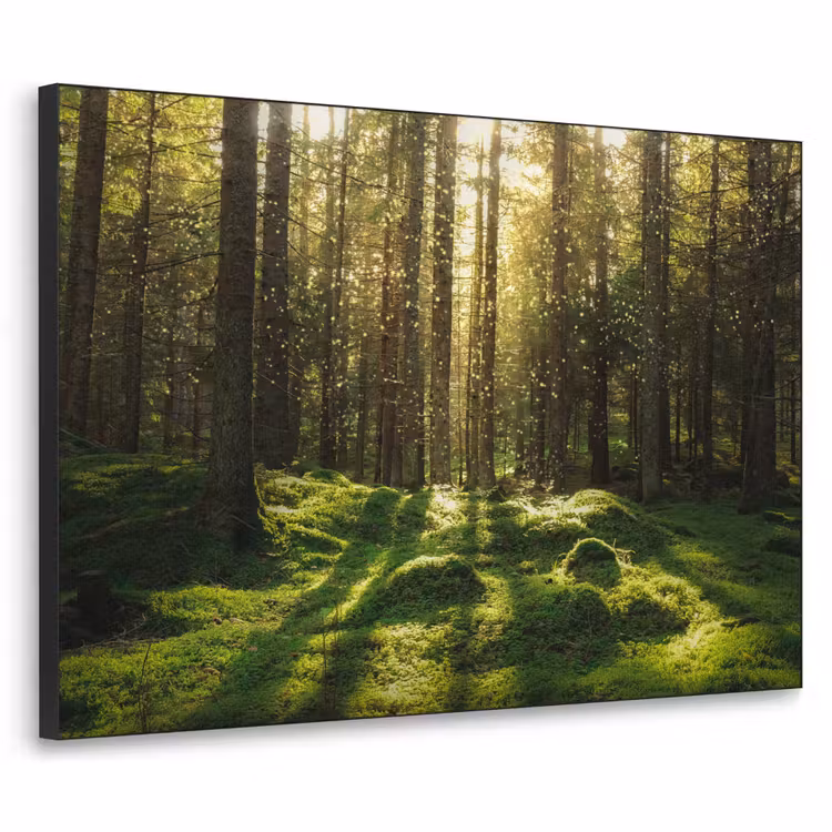 Bomen - Bos - Mos - Planten - Zon - Natuur Textielframe zwart klein -3d