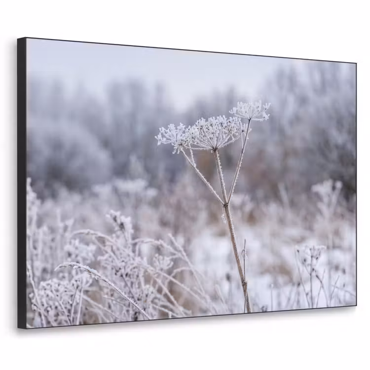 Schermbloem - Rijp - Kristallen - Winter - Delicaat Textielframe zwart klein -3d