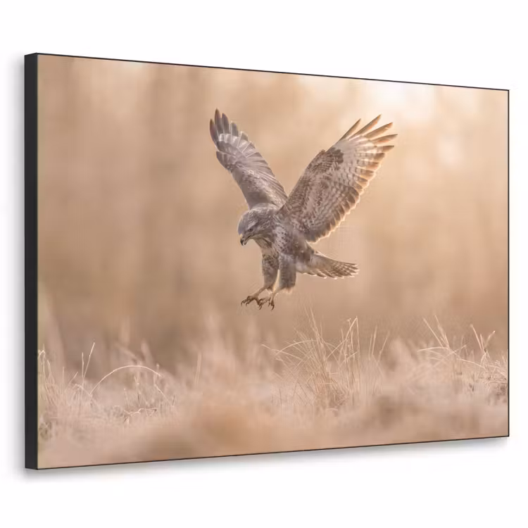 Buizerd - Roofvogel - Natuur - Bruin Textielframe zwart klein -3d