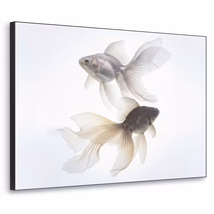 Goudvissen - Modern - Wit Textielframe zwart klein -3d