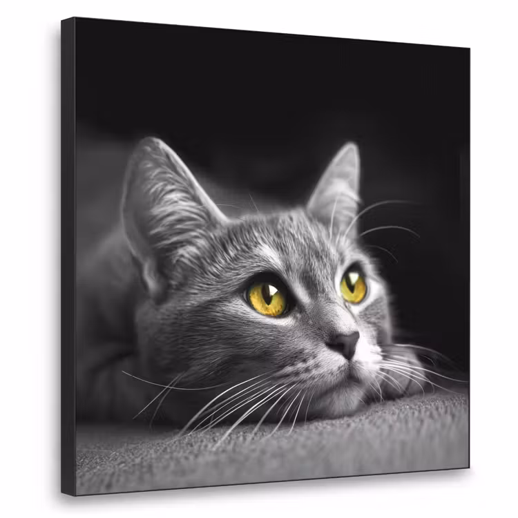 Kat - Zwart - Wit - Dieren - Natuur Textielframe zwart klein -3d