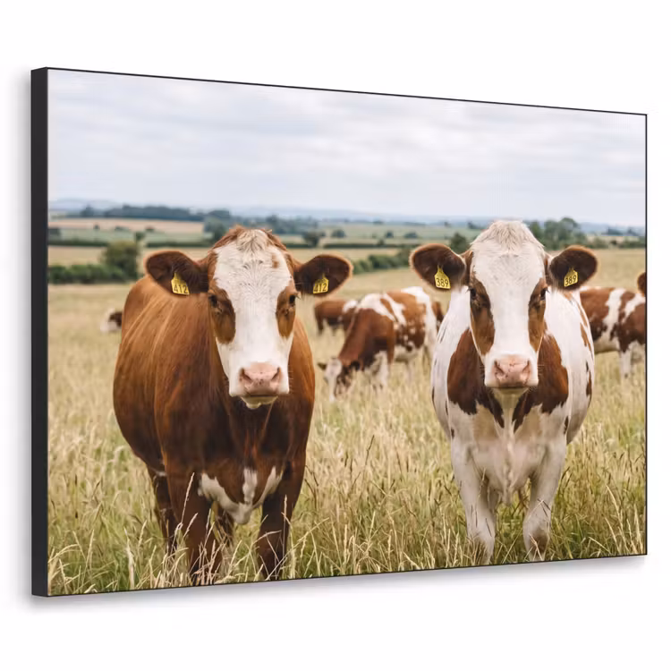 Koeien - Portret - Weide - Boerderij - Nieuwsgierig Textielframe zwart klein -3d