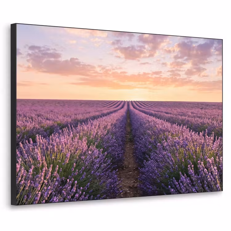 Landschap - Lavendelveld - Paars Textielframe zwart klein -3d