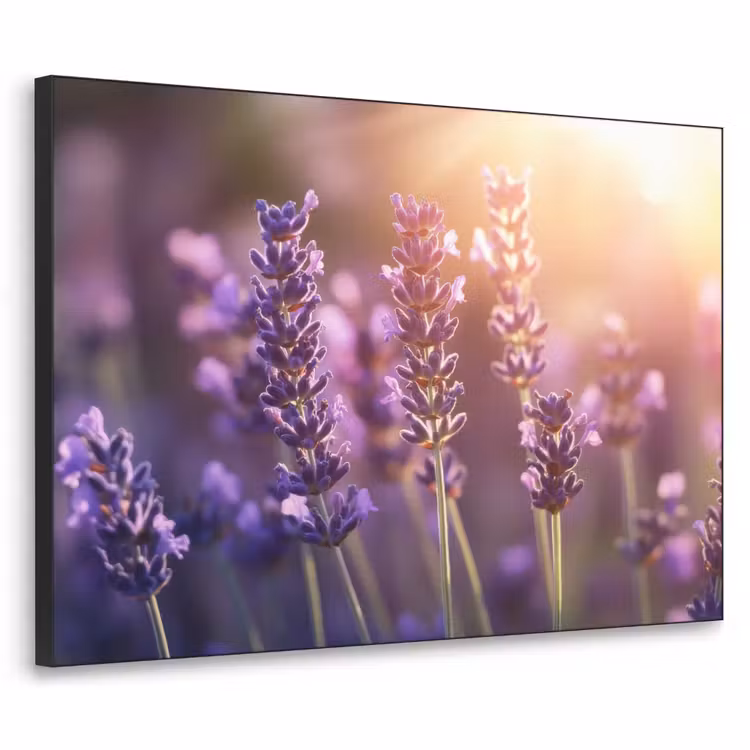 Lavendelbloemen - Paars - Zonlicht Textielframe zwart klein -3d