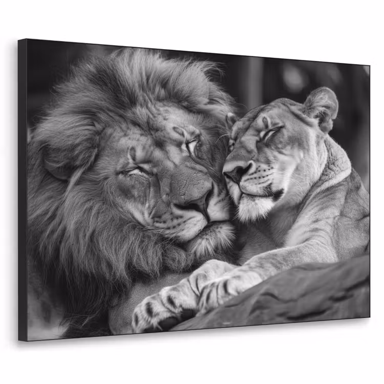 Leeuwen - Dieren - Zwart - Wit - Leeuw Textielframe - compleet frame klein -3d