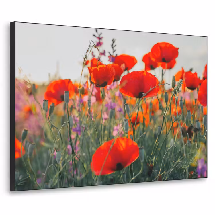 Klaproos - Bloemen - Rood - Paars - Weide Textielframe zwart klein -3d