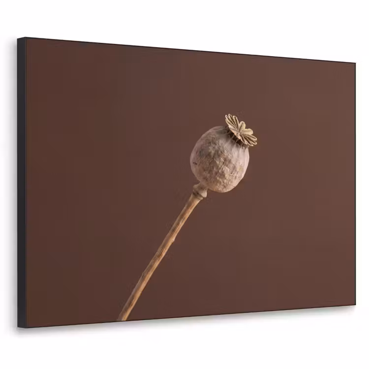 Papaverbol - Droogbloem - Bruin - Minimalistisch Textielframe zwart klein -3d