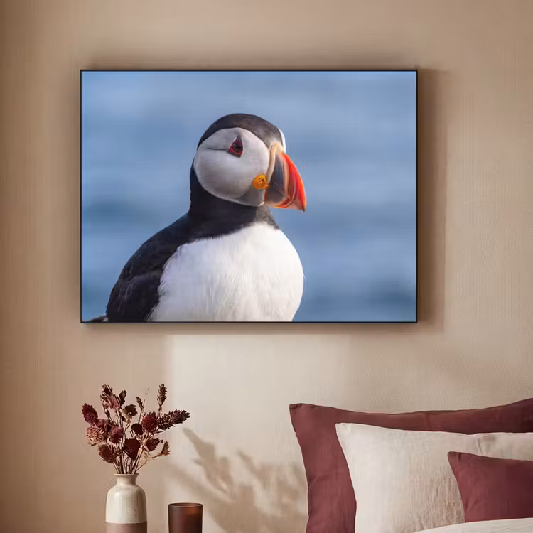 Papegaaiduiker - Portret - Natuur Textielframe zwart klein -sfeer1
