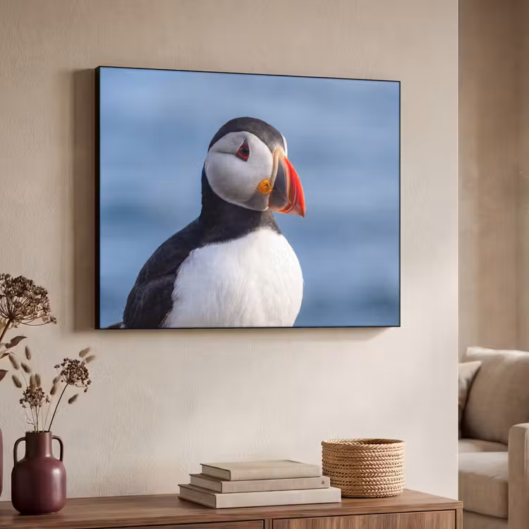 Papegaaiduiker - Portret - Natuur Textielframe zwart klein -sfeer3