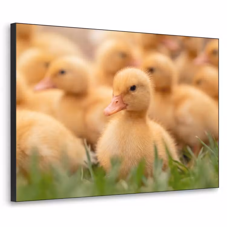 Pijltje - Eend - Natuur - Geel Textielframe zwart klein -3d