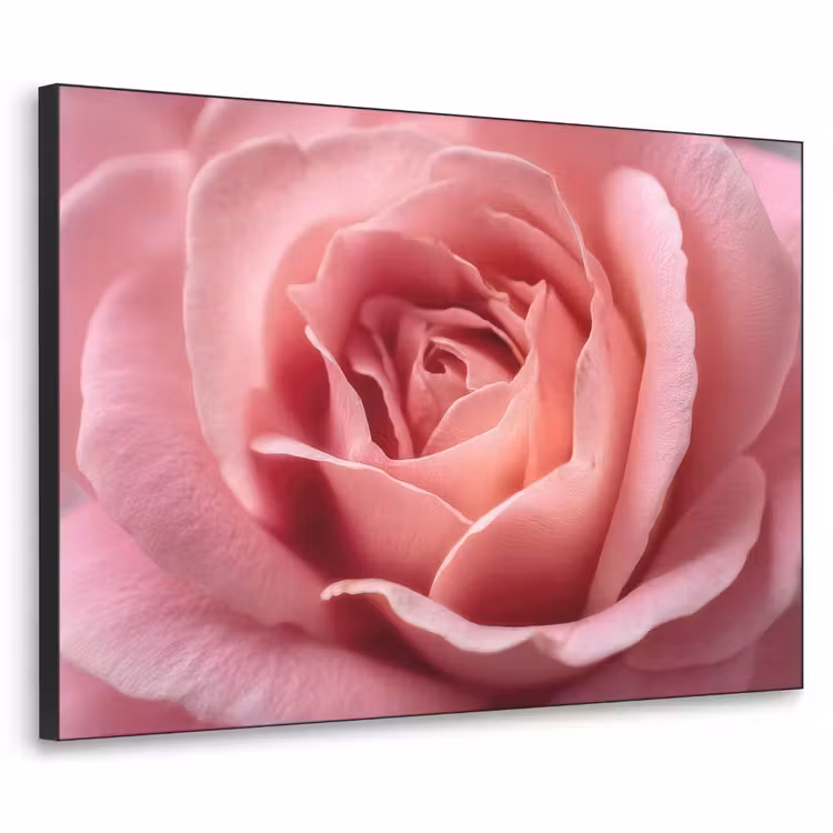 Roze - Roos - Romantisch Textielframe zwart klein -3d