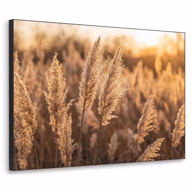 Rietpluimen - Gras - Zonsondergang - Goud - Serene Textielframe zwart klein -3d