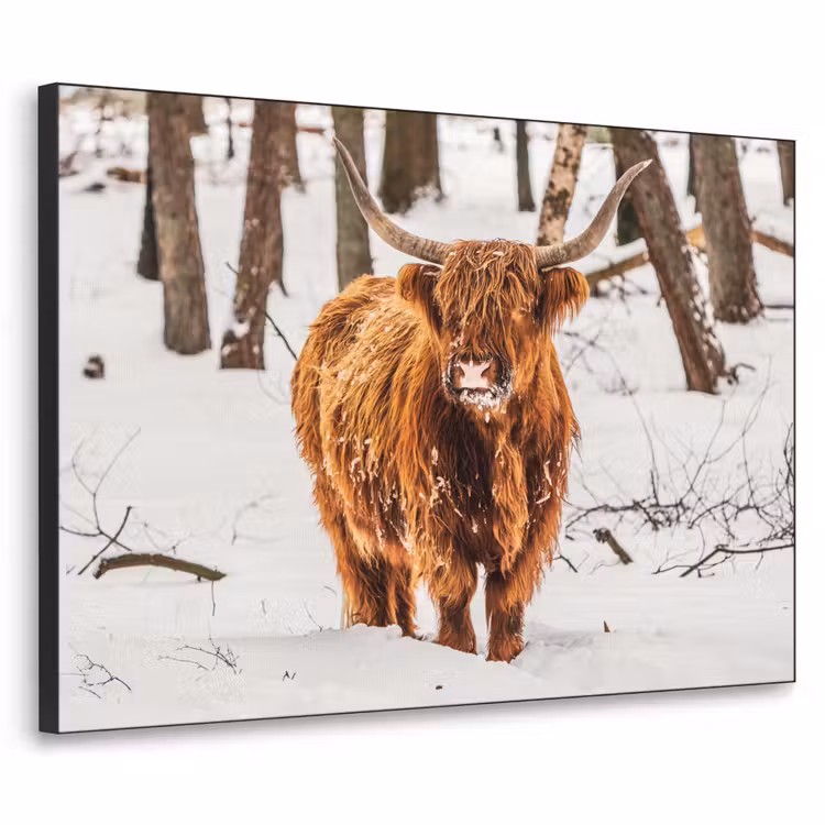 Schotse Hooglander - Sneeuw - Winter - Natuur - Dieren Textielframe - compleet frame klein -3d