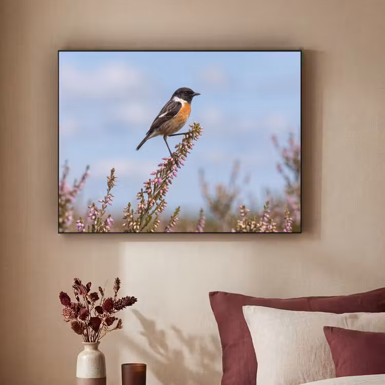 Roodborsttapuit - Heide - Paars - Natuur - Sfeervol Textielframe zwart klein -sfeer1
