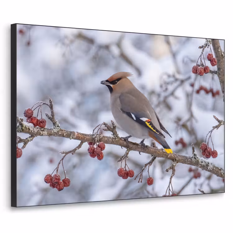 Pestvogel - Bessen - Winter - Natuur Textielframe zwart klein -3d