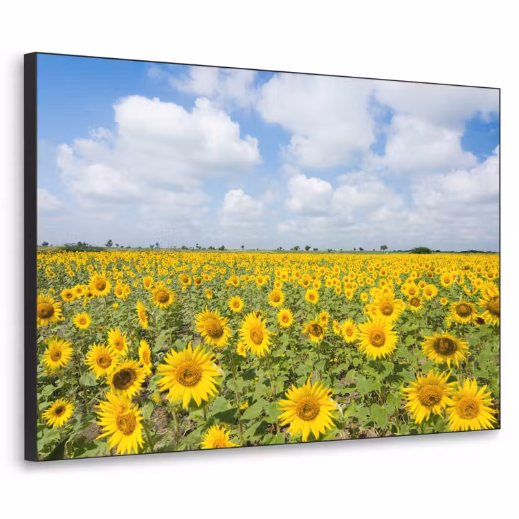 Zonnebloemen - Bloemen - Wolken - Natuur - Geel - Landschap Textielframe zwart klein -3d