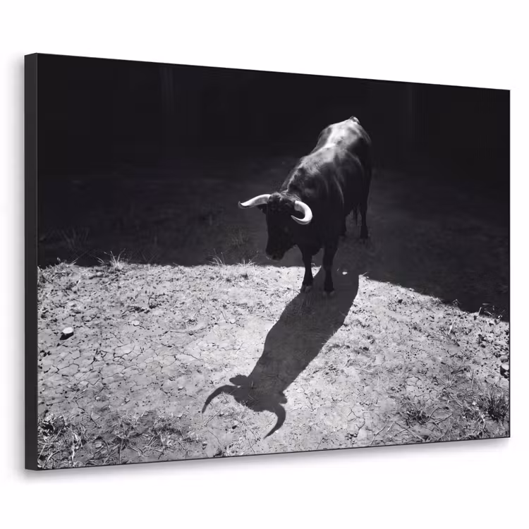 Stier - Schaduw - Dieren - Contrast - Zwart-wit Textielframe zwart klein -3d
