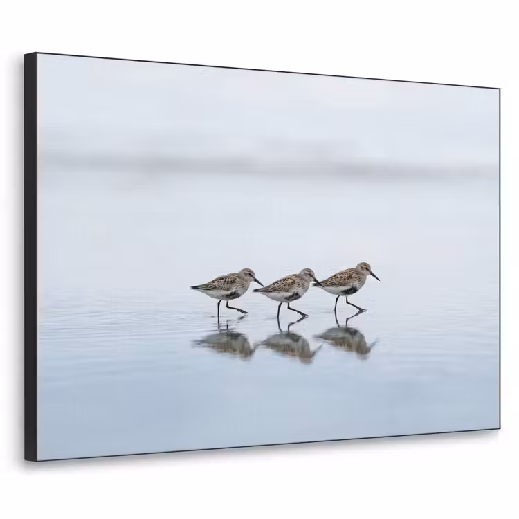 Vogels - Water - Grijs Textielframe zwart klein -3d