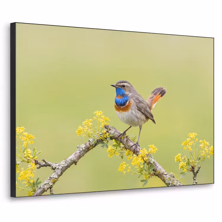 Vogel - Tak - Natuur - Kleurrijk Textielframe zwart klein -3d